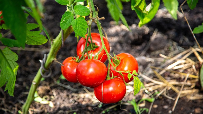 Beautiful red ripe tomatoes growing in a garden