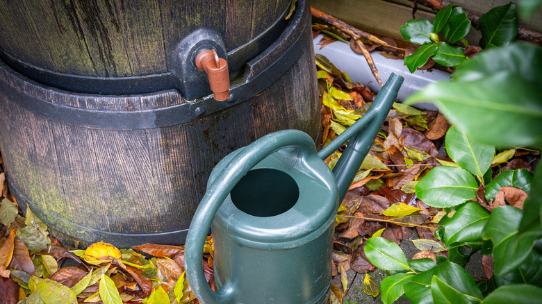Rain barrel and watering can in a garden