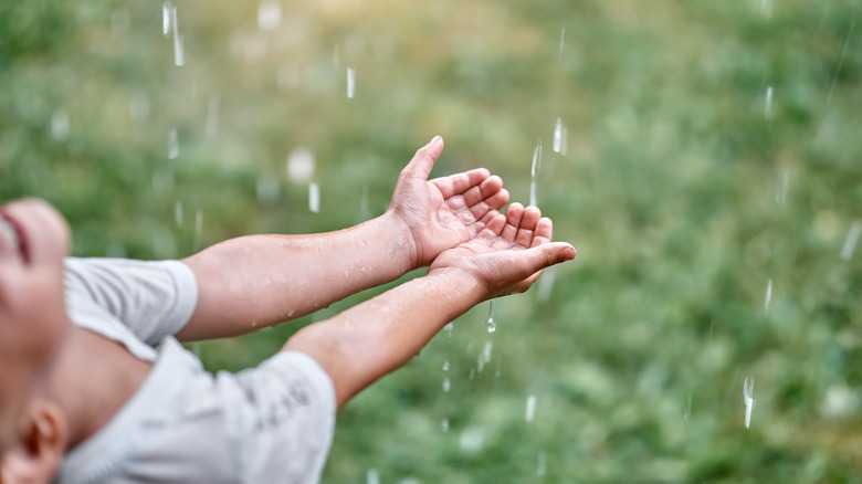 Always Keep Your Garden Hydrated With A Method That Collects Rainwater