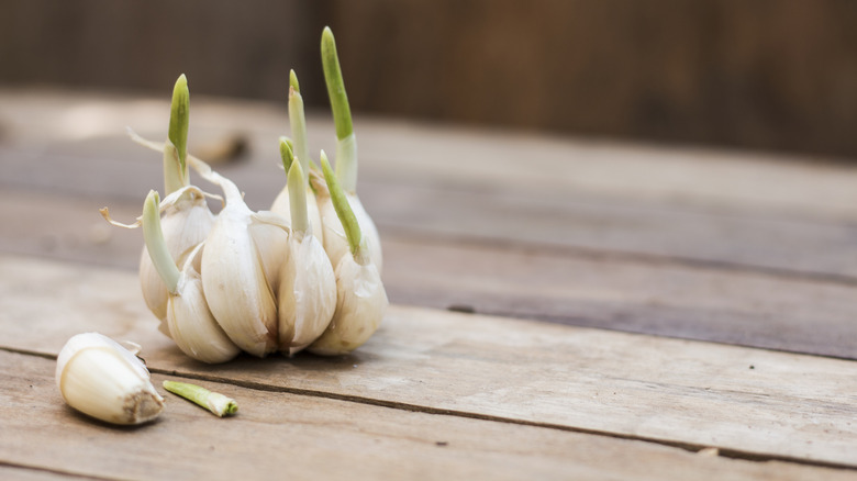 Garlic cloves beginning to sprout