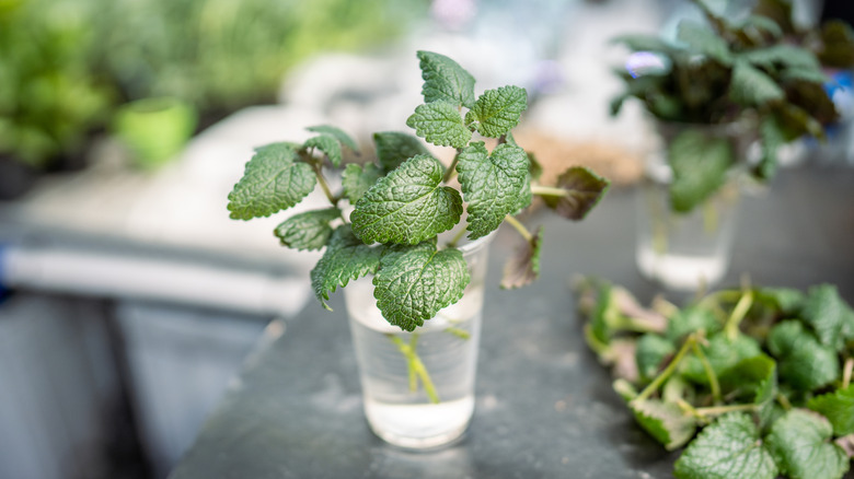 Freshly cut mint stem sits in water glass, transplanting and preparing to root.