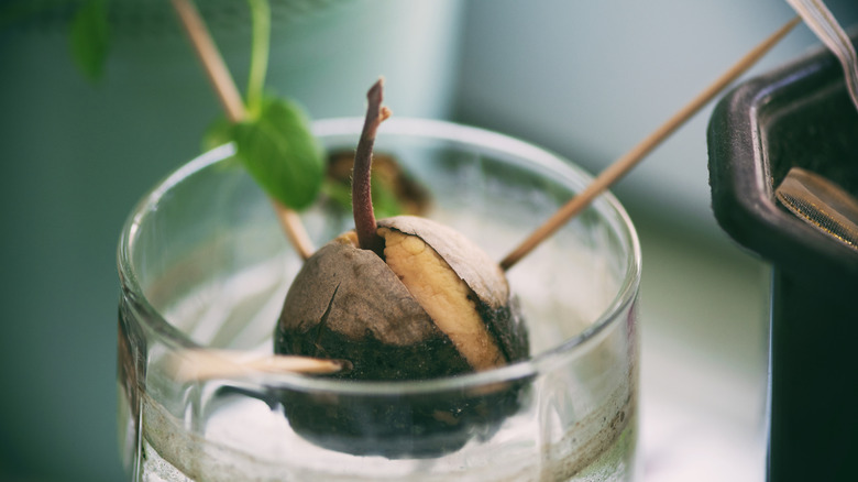 Avocado seed growing in glass of water