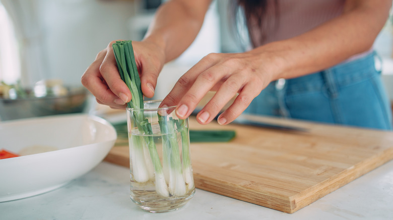 Woman's hands putting a spring onion in a water to regrow it.