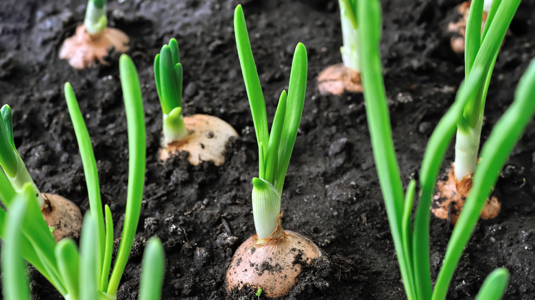 onion bulbs planted in soil