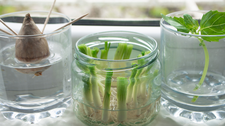 propagating kitchen scraps in glass jars