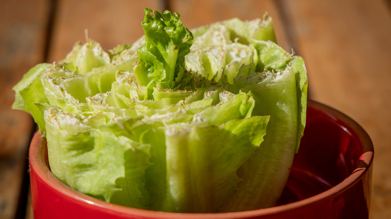 Cos lettuce leaves regrowing from the stalk of the original lettuce plant.