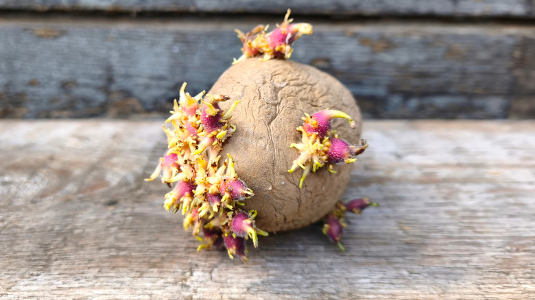 Sprouting wrinkled potato with green-purple shoots