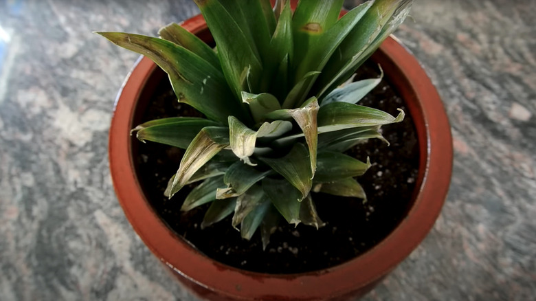 pineapple top planted in soil