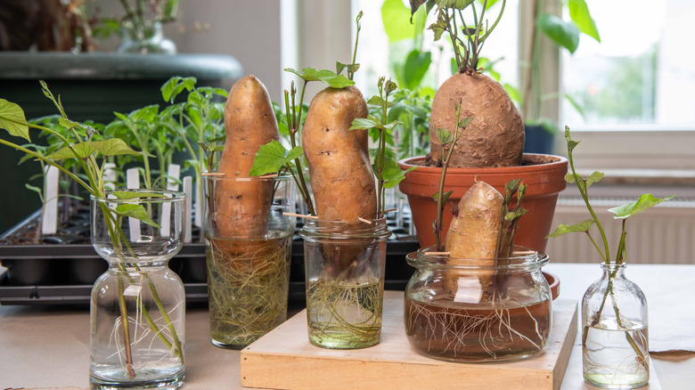 Regrowing sweet potato, sprouting potato, cultivation, self-sufficiency