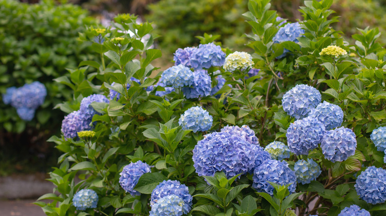 Blue hydrangea bushes