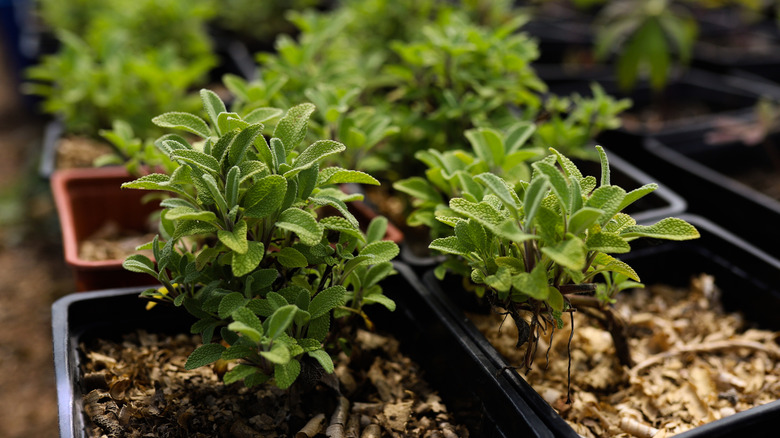 Oregano seedlings in pots