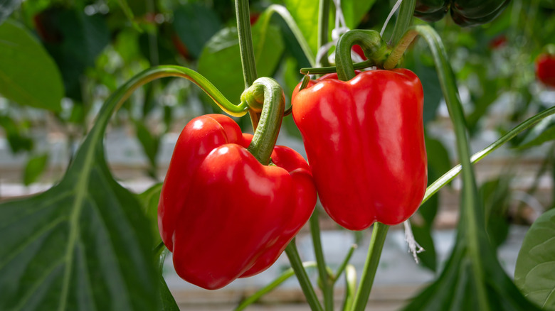 Red bell pepper plant