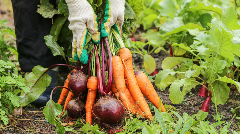 Person holding carrots and beets in vegetable garden