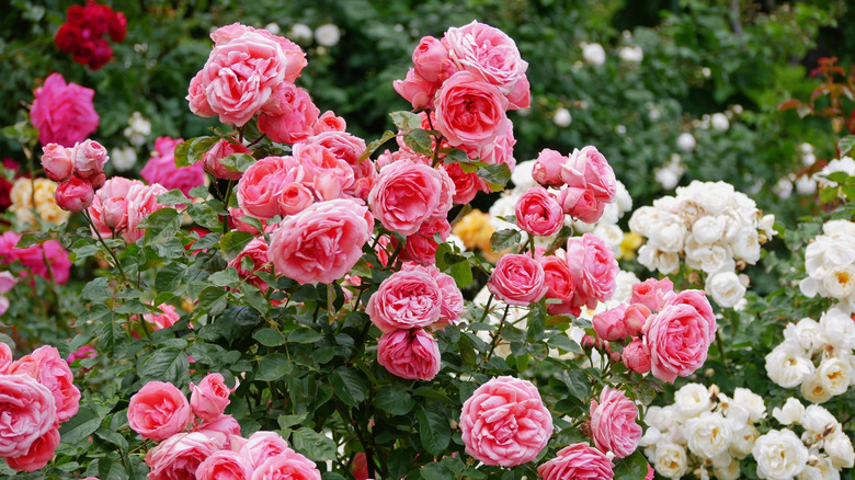 White and pink rose bush
