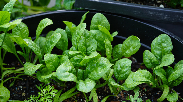 Spinach growing in a pot