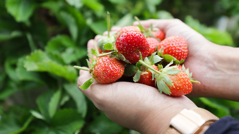 a handful of ripe strawberries from plant