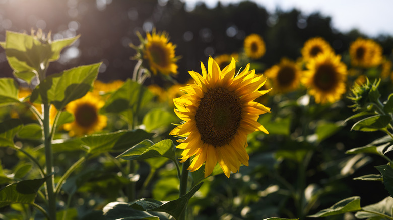 Blooming sunflower crop