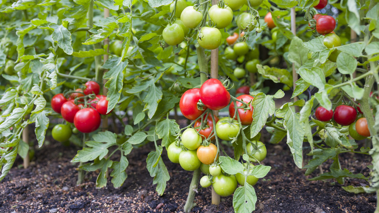 Tomato plants
