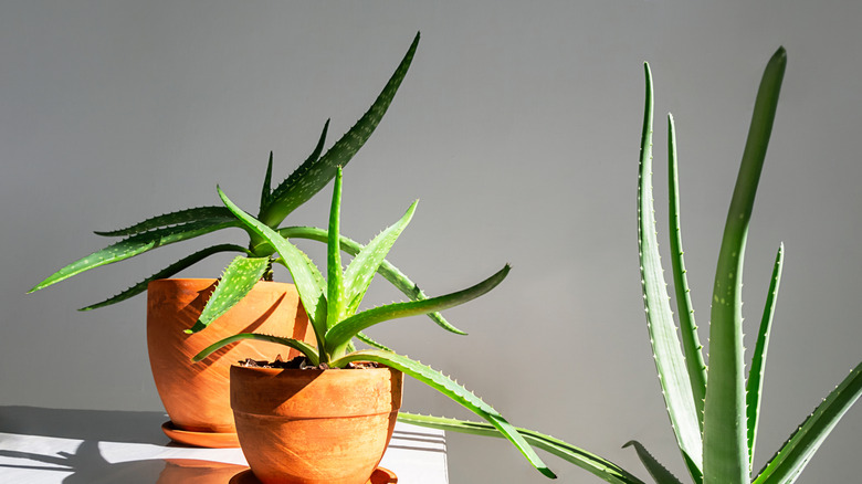 Two potted aloe vera plants on a table next to a larger aloe plant
