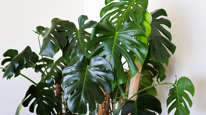 Monstera leaves in front of a white wall