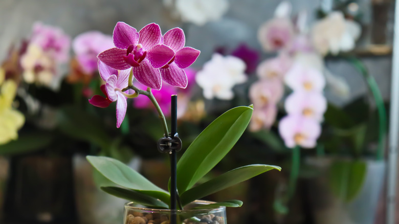 Potted pink orchid in front of other orchids