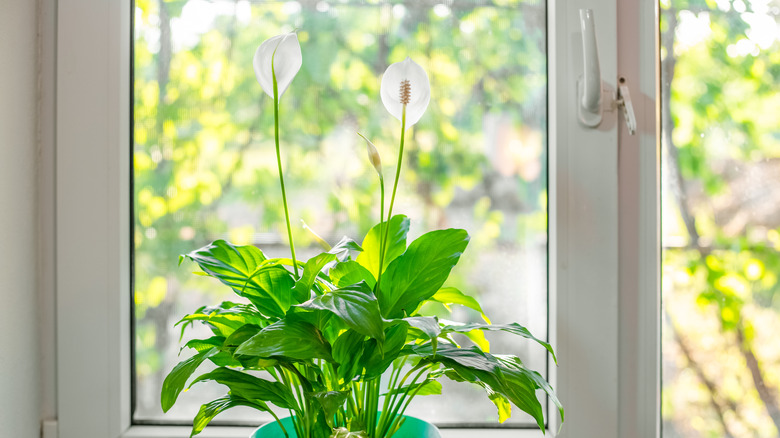Potted peace lily plant on a windowsill