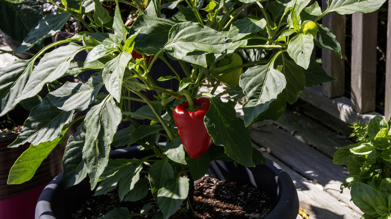 Potted pepper plant with bright red pepper and green leaves