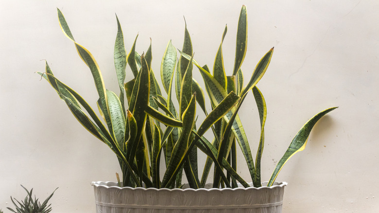 Snake plants in an large pot