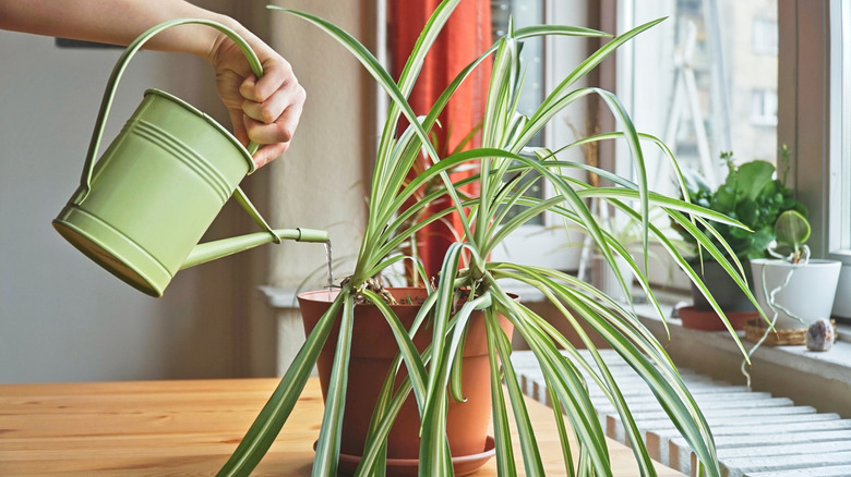Person watering spider plant with a green watering can