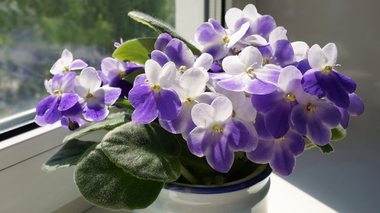 Potted african violet with purple and white blooms sitting in a window seal.