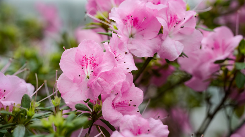 Close up of blooming pink azalea flowers.