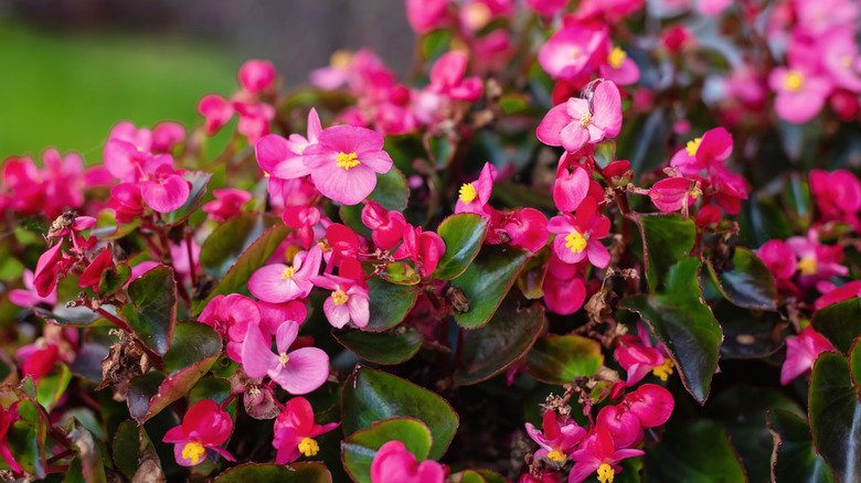 Close up of pink blooming begonia flowers.