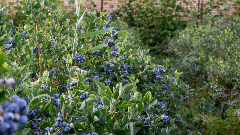 Rows of big blueberry bushes with fresh blueberries growing.