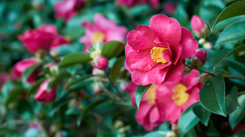 Close up of a camellia flower in full bloom.