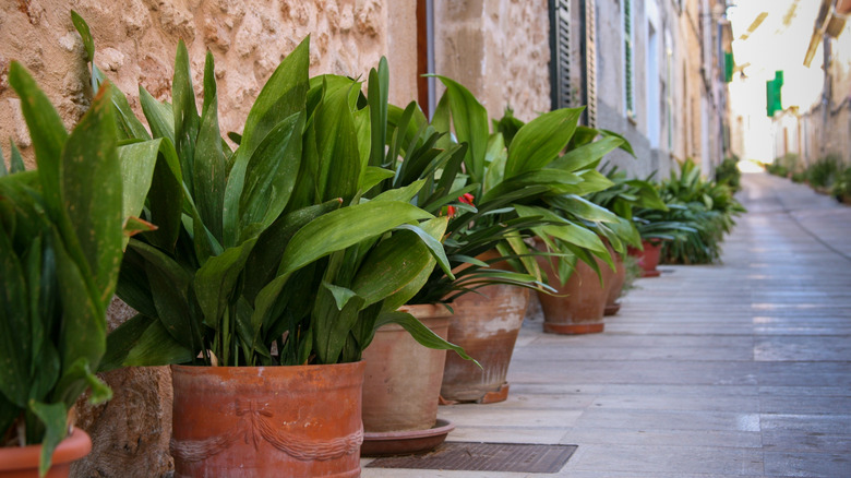 Row of potted cast iron plants along the road.