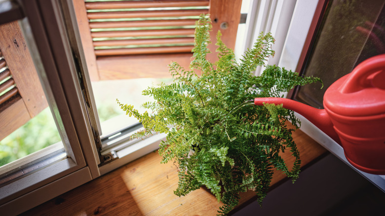 A potted fern plant sitting on a window seal being watered from a red watering can.