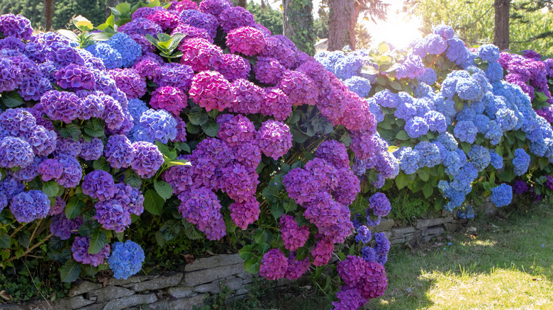 Blue and purple hydrangea plants creating a retaining wall around yard with large blooms.