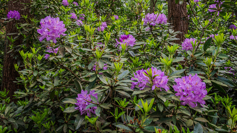 Purple blooms on a rhododendron bush.