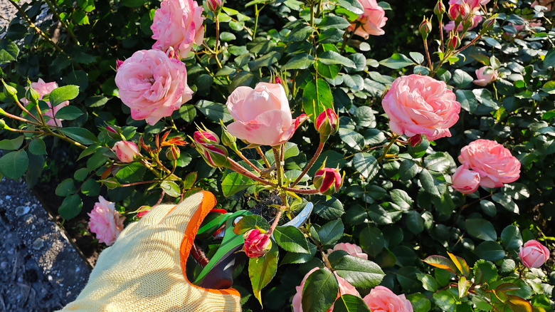 A gardeners gloved hand reaching toward rose bush.