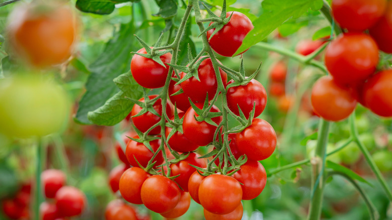 Close up of red tomatoes growing on a vine.