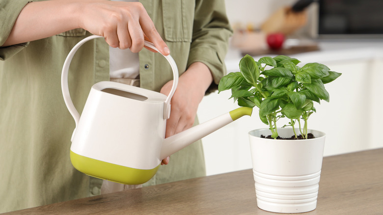 person watering a potted basil plant on a table with a watering can