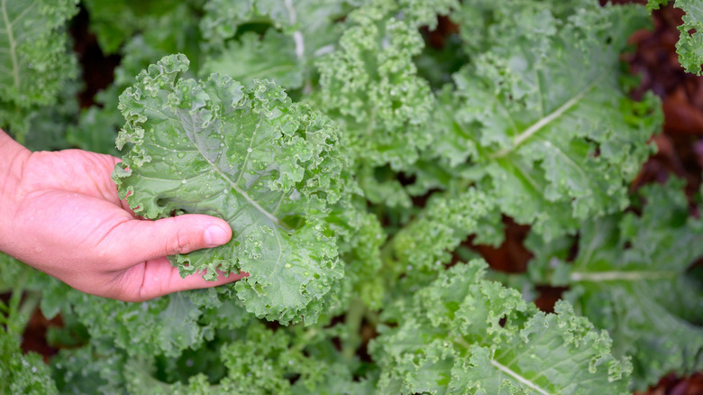 person holding a kale leaf from a plant with their hand