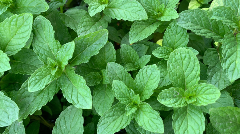 close up of a mint plant with green leaves