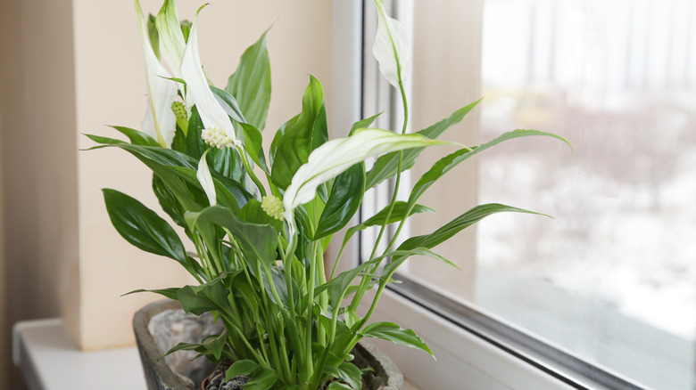 potted peace lily near a window
