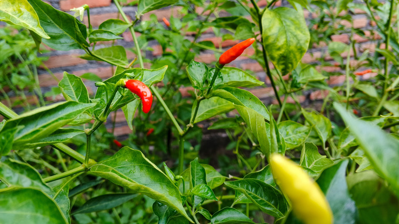 close up of pepper plants and green leaves