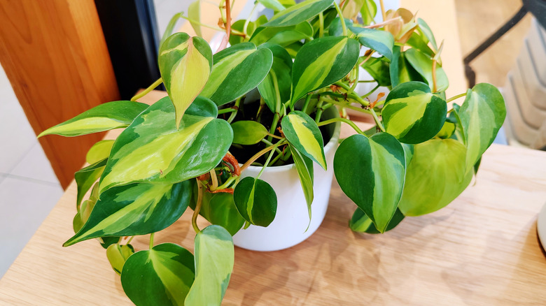 Philodendron potted on top of a wooden table