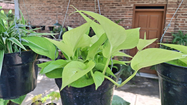 pothos in a hanging pot in front of a brick wall