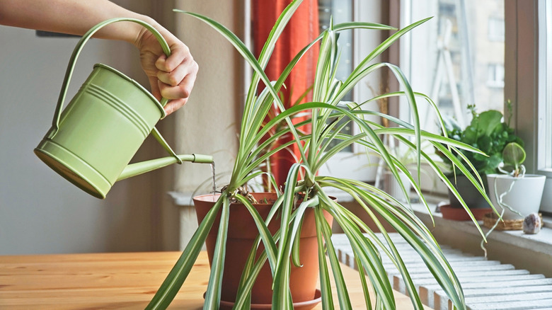 person watering a spider plant with a green watering can