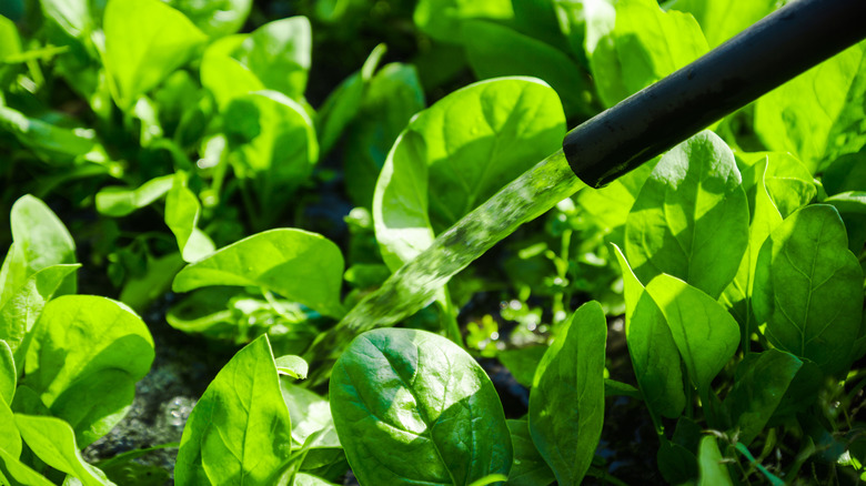 watering can pouring water in spinach plants