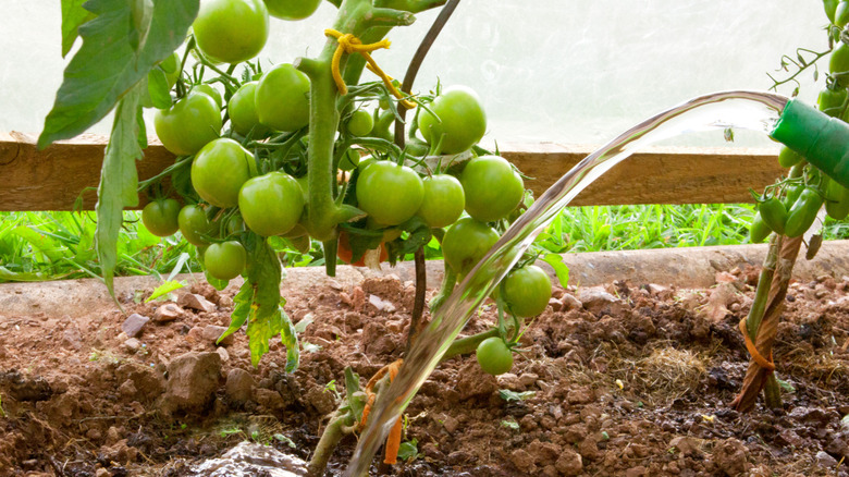 person watering a tomato plant in a garden bed